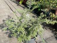 jedlovec - Tsuga canadensis 'Gentsch White'