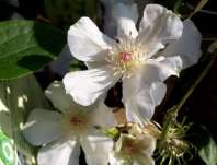 plamének - Clematis 'Jerzy Popieluszko'