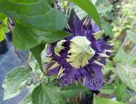 plamnek Taiga - Clematis Taiga
