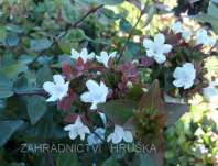 ablie velkokvt Little Lady - Abelia  grandiflora Little Lady