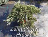 jalovec - Juniperus horizontalis 'Prince of Wales'