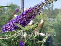 komule - buddleja davidii 'Empire Blue'