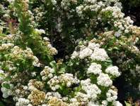 tavolník - Spiraea nipponica 'White Carpet'