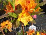 Azalea knaphill 'Glowing Embers'