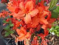 Azalea knaphill 'Hotspur Red'