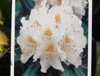 Rhododendron 'Cunningham White'