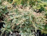 Pieris 'Ralto'