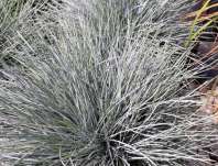 kostřava - Festuca glauca 'Compact Blue'