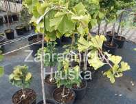 jinan - Ginkgo biloba 'Pendula'