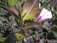 vajgélie - Weigela florida 'Purpurea'