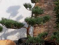 borovice bonsai