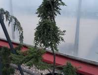 jalovec - Juniperus roubovaný