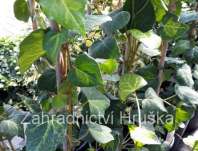 bean kavkazsk Sulphur Heart - Hedera colchica Sulphur Heart