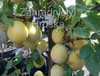slivo obecn Miracose - Prunus insititia Miracose