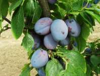 Švestka Topfirst Švestka Topfirst