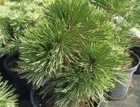 Borovice - Pinus leucodermis 'Dimitra'