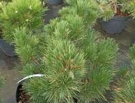 Borovice - Pinus resinosa 'Jami'