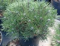 Borovice - Pinus uncinata 'Nova'
