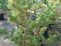 Borovice - Pinus parviflora 'Jim Gros'