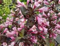 vajgélie - Weigela florida 'Victoria'