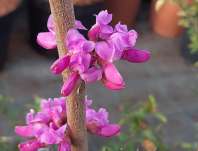 zmarlika - Cercis chinensis Avondale