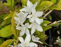 trojpuk - Deutzia gracilis 'Variegata'