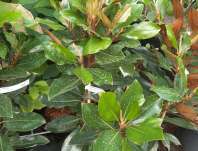šácholan - Magnolia grandiflora 'Little Gem'