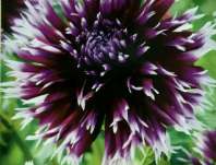 jiina Aluana Clair Obscur - Dahlia Aluana Clair Obscur