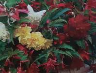 begnie pevisl - Begonia pendula