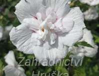 ibišek - Hibiscus syriacus 'China Chiffon'