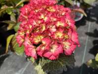 hortenzie - Hydrangea macrophylla 'Baladia Hot Pink'