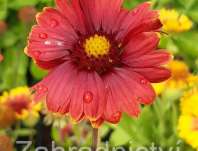 Gaillardia aristata Arizona Red Shades