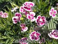Dianthus Pink Kisses