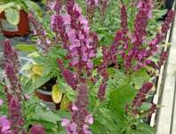 Salvia superba Marleau Rose Compact