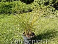 Kavyl - Stipa arundinacea Sirocco