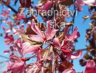 jabloň - Malus 'Elise Rathke'