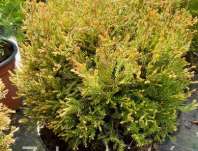 zerav - Thuja occ. 'Fire Chief'