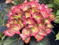 hortenzie - Hydrangea macrophylla 'Sweet Lops blue'