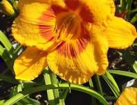 Hemerocallis Fooled Me