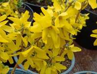 zlatice - Forsythia intermedia 'Goldrausch'