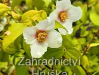 pustoryl - Philadelphus coronarius 'Yellow Cab'