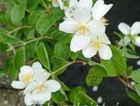 pustoryl - Philadelphus virginalis