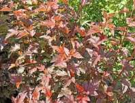 tavola - Physocarpus opulifolius 'Zdechovice'