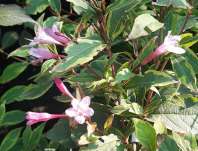 vajgélie - Weigela 'Sunny Princess'