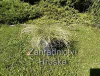 ostřice - Carex comans 'Amazon Mist'