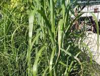 ozdobnice - Miscanthus giganteus