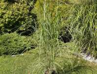 ozdobnice - Miscanthus sinensis 'Little Miss'
