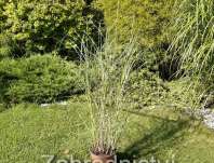 ozdobnice - Miscanthus sinensis 'Nippon'