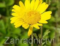 rmen barvsk Kelwayi - Anthemis tinctoria Kelwayi
