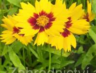 Coreopsis grandiflora Heliot